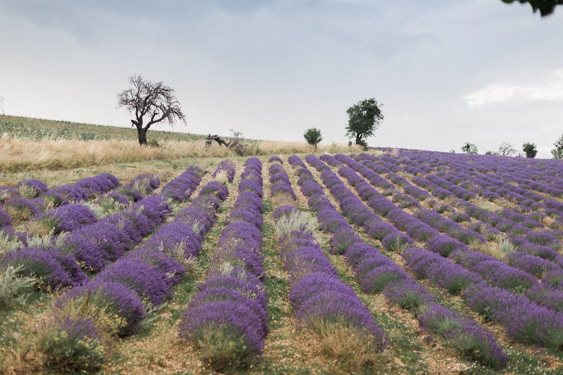 elopement-mariage-intime-lavande-provence-mont-ventoux-jonathan-prefaut-1