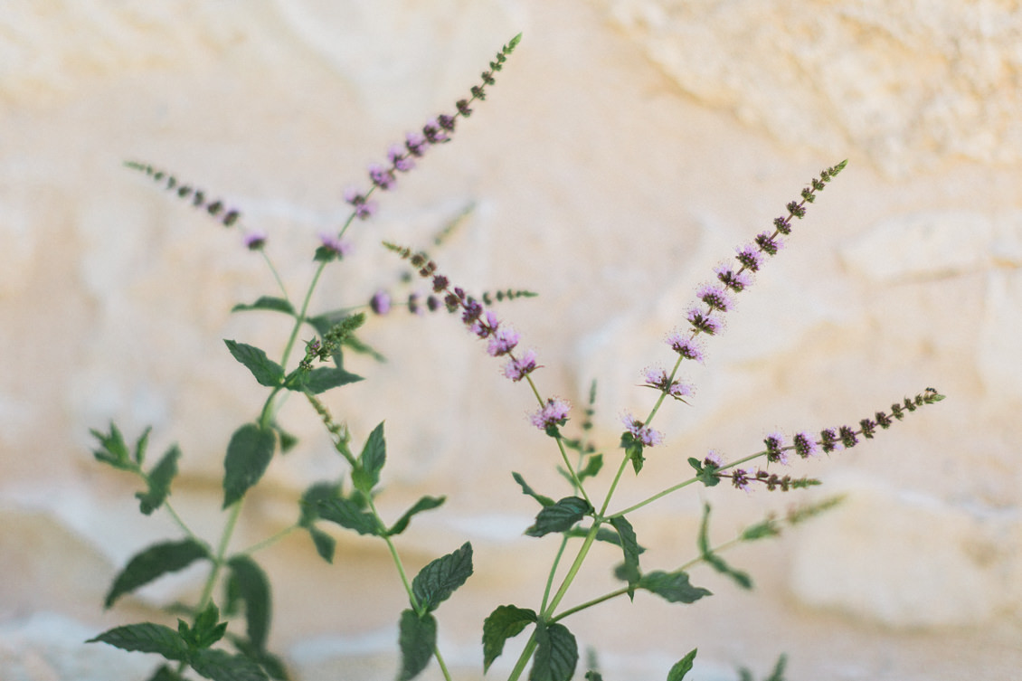 elopement-mariage-intime-lavande-provence-mont-ventoux-jonathan-prefaut-21