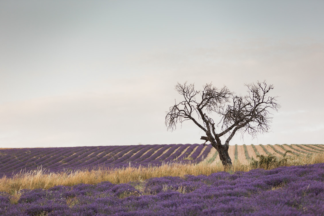 elopement-mariage-intime-lavande-provence-mont-ventoux-jonathan-prefaut-486